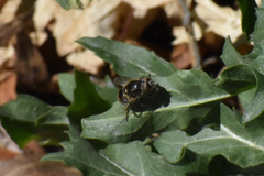 Eristalini