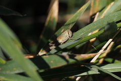 Patanga japonica