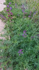Lupinus truncatus