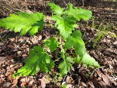 Phacelia malvifolia