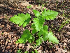 Phacelia malvifolia