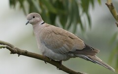 Streptopelia decaocto