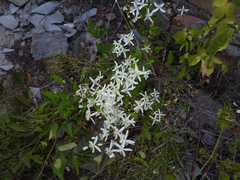 Clematis recta