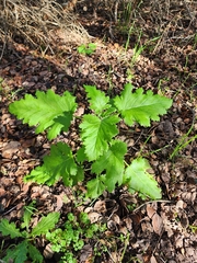 Phacelia malvifolia