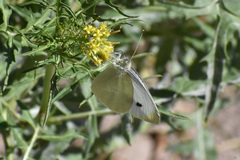 Pieris rapae rapae