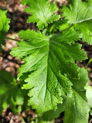 Phacelia malvifolia