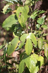 Adenia hondala