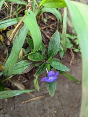 Ruellia squarrosa