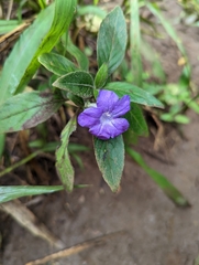 Ruellia squarrosa