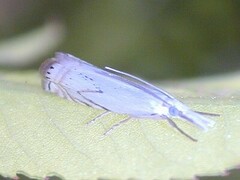 Crambus albellus