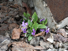 Viola hirta