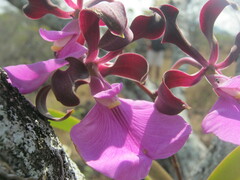 Encyclia cordigera