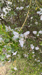 Ceanothus spinosus