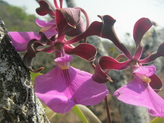 Encyclia cordigera
