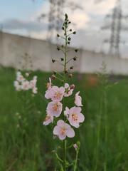 Verbascum phoeniceum