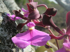 Encyclia cordigera