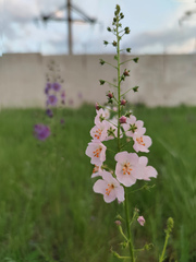 Verbascum phoeniceum