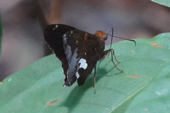 Epargyreus socus