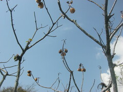 Cochlospermum vitifolium