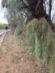 Tamarix chinensis