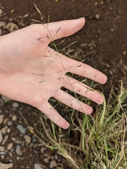 Eragrostis