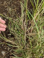 Eragrostis