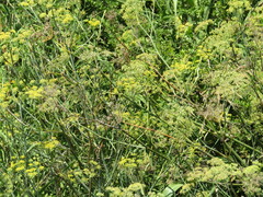 Foeniculum vulgare