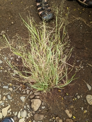 Eragrostis