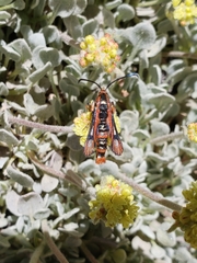 Synanthedon polygoni