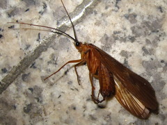 Limnephilinae