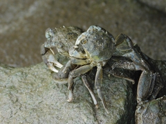 Cyrtograpsus angulatus