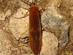 Limnephilinae