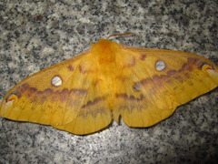 Rhodinia fugax