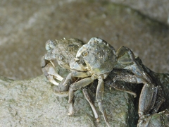 Cyrtograpsus angulatus