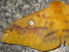 Rhodinia fugax