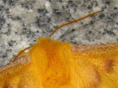 Rhodinia fugax