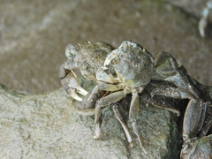 Cyrtograpsus angulatus