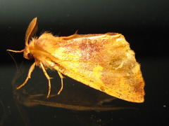 Noctuoidea
