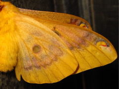 Rhodinia fugax