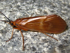Limnephilinae
