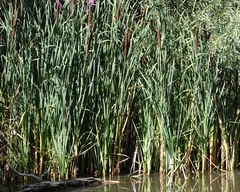 Typha orientalis