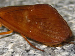 Limnephilinae