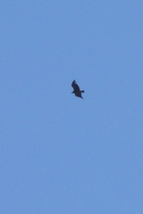 Vultur gryphus
