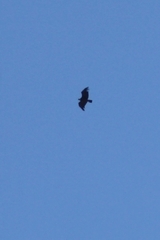 Vultur gryphus