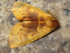 Noctuoidea