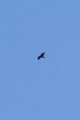 Vultur gryphus