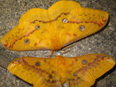Rhodinia fugax
