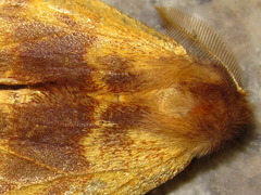 Noctuoidea