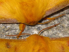 Rhodinia fugax