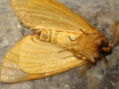 Noctuoidea